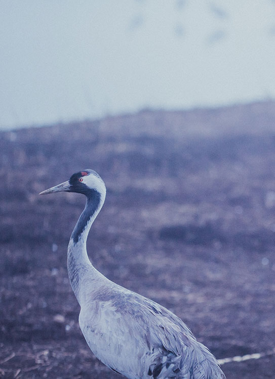 cranes ahulla assaf