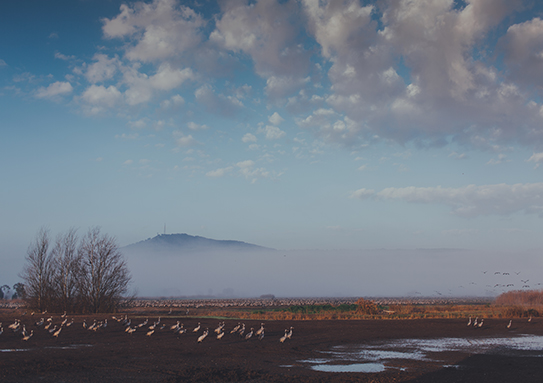 cranes ahulla assaf