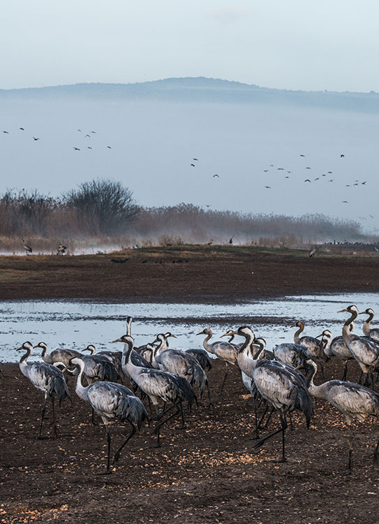 cranes ahulla haim