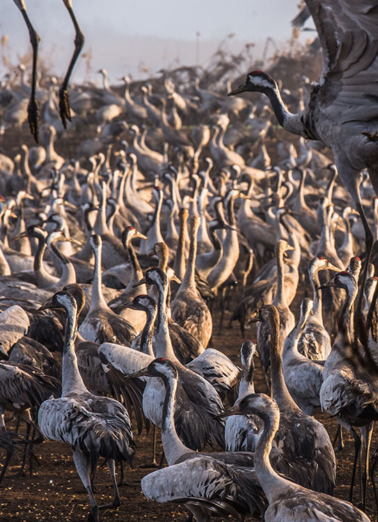 cranes ahulla haim