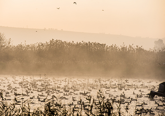 cranes ahulla haim