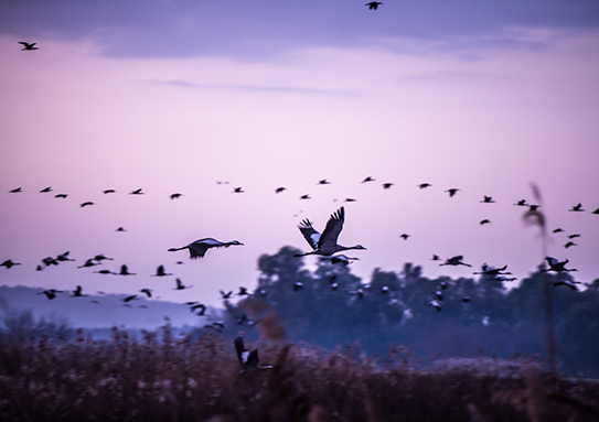 cranes ahulla haim