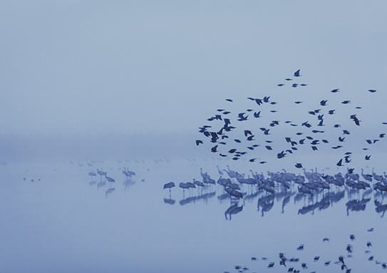 cranes ahulla assaf